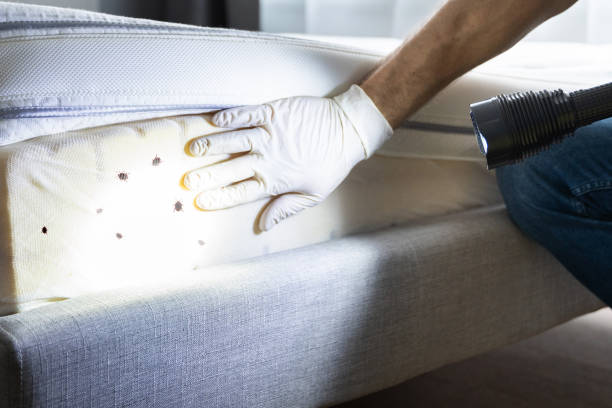 Best Wasp Removal Services  in Summer Set, MO